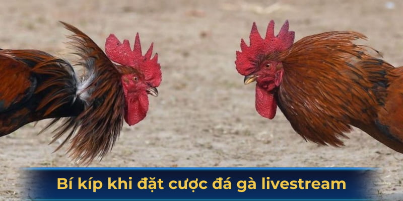 Bí kíp khi đặt cược đá gà livestream chuẩn xác