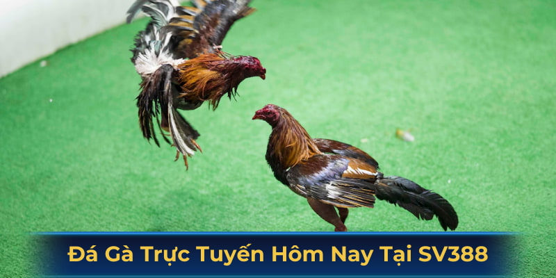 đá gà trực tuyến hôm nay
