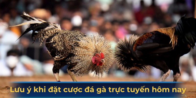 Lưu ý khi tham gia đặt cược đá gà trực tuyến hôm nay