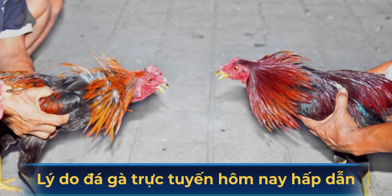 Lý do hình thức đá gà trực tuyến hôm nay hấp dẫn