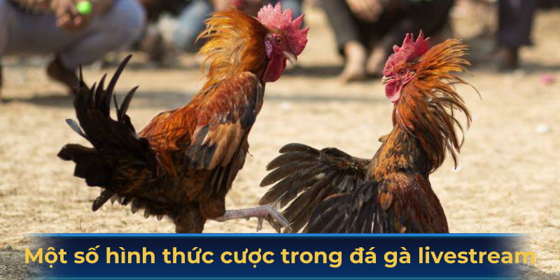 Một số hình thức cược nổi bật trong đá gà livestream
