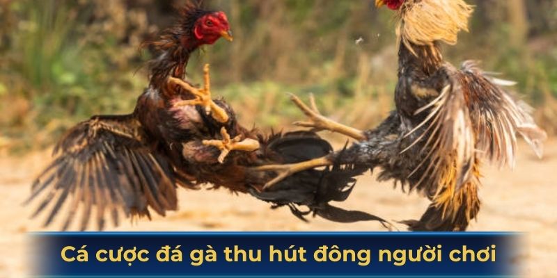 Vì sao cá cược đá gà đang thu hút đông đảo người chơi