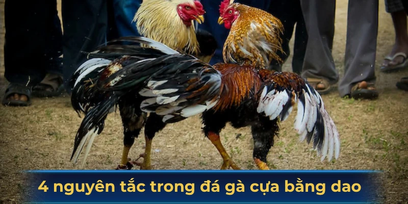4 nguyên tắc trong đá gà cựa bằng dao 