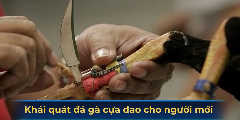 Khái quát đá gà cựa dao cho người mới 
